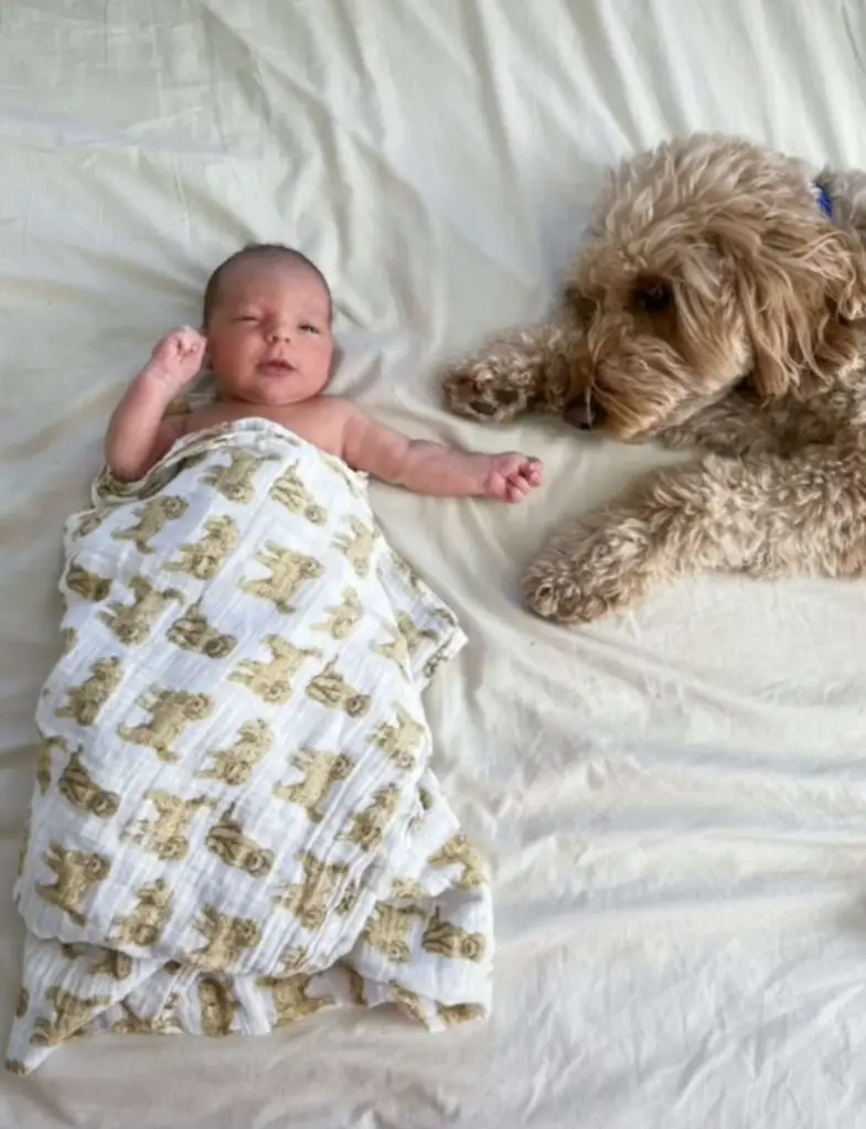 newborn photoshoot with baby and dog. Baby laying on the bed with dog beside. 