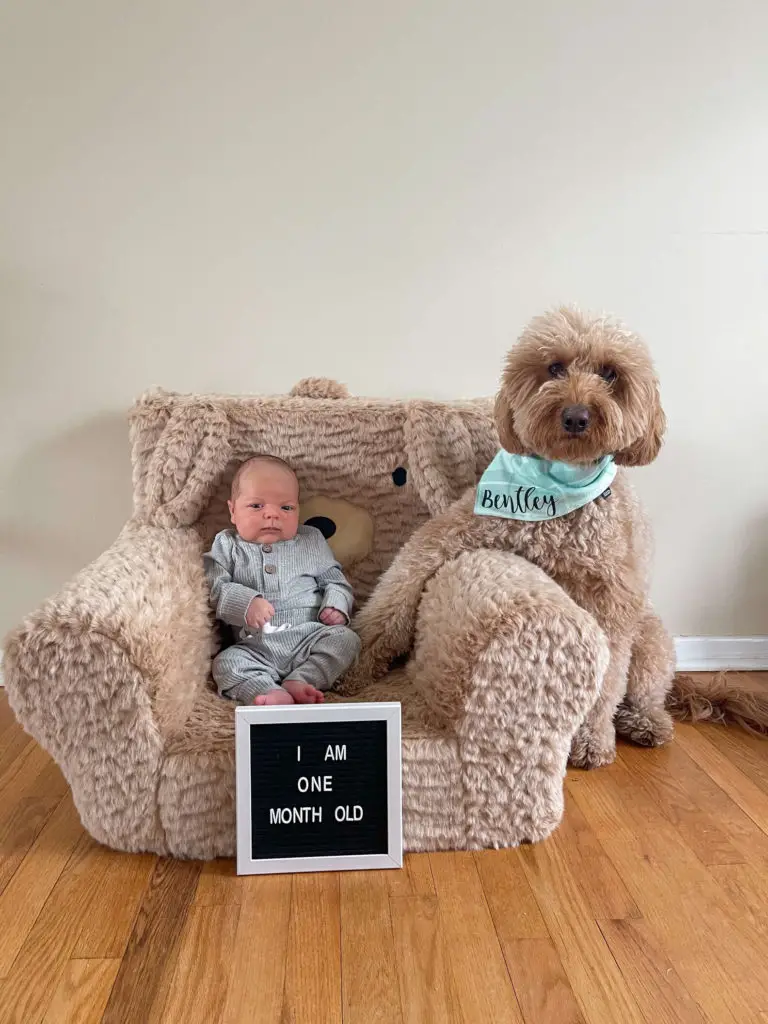 newborn photoshoot with baby and dog. Baby is sitting in a comfy chair while the dog reaches for the baby. 