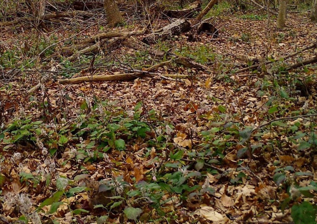 baby bobcat hidden amongst the leaves of the forest floor