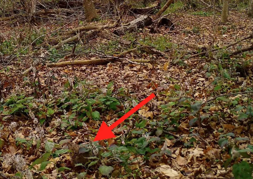 showing where a baby bobcat hidden amongst the leaves of the forest floor is