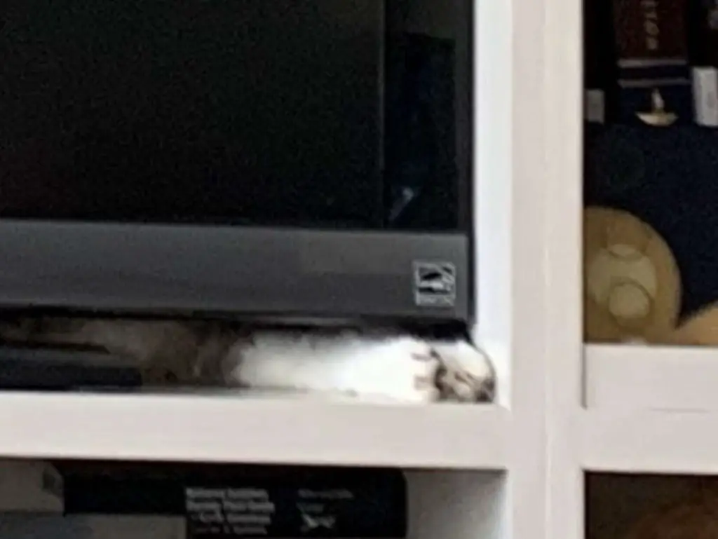 hidden cats paws sticking out underneath a Television