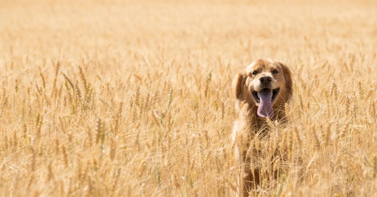 A golden retriever in a field of golden wheat