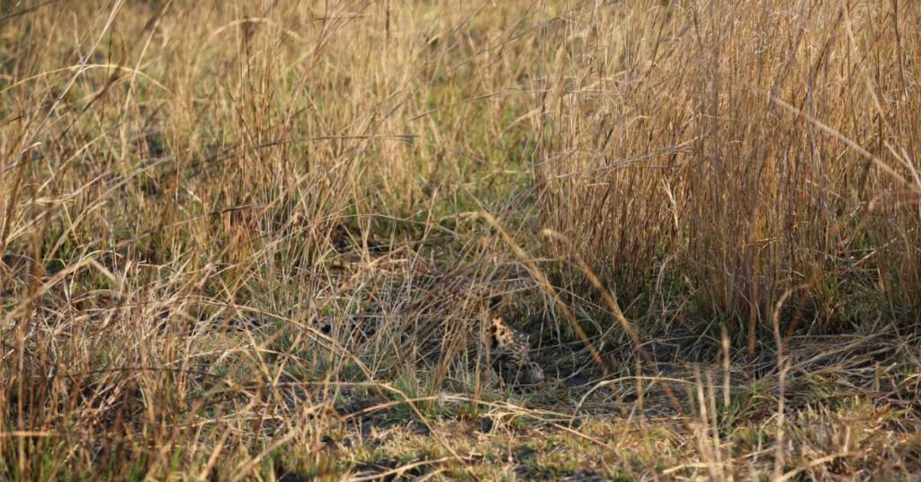 People Are Losing Their Minds Trying To Find The Leopard In This Picture - Featured image