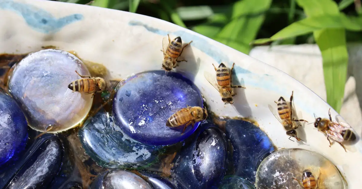 Bees gathered around a bee waterer
