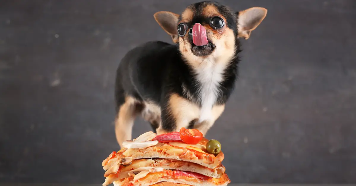 a chihuahua licking its lips standing behind a stack of several slices of pizza