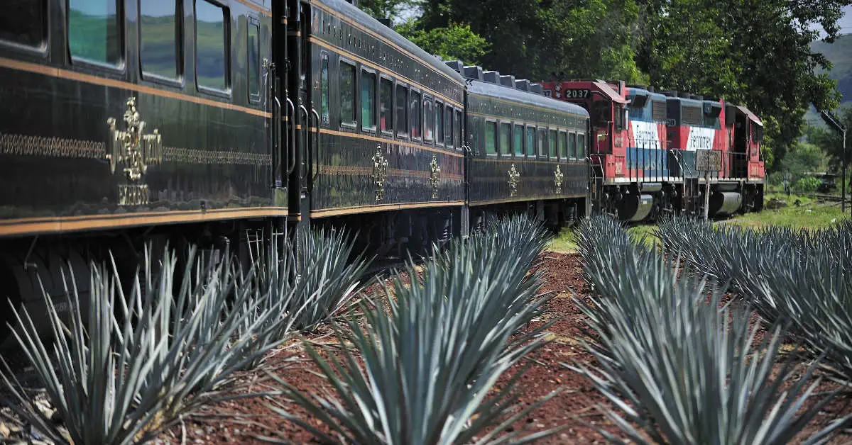 The tequila train travelling with agave plants in the foreground