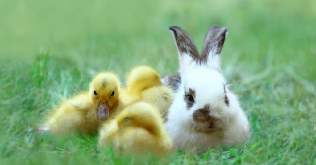 Do You See A Duck Or A Rabbit? Your Answer Reveals Something About Your Brain - Featured image