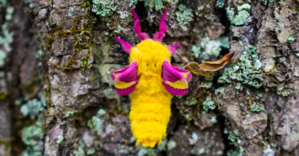This Colorful Rosy Maple Moth Is an Eye-Catching Garden Visitor - Featured image