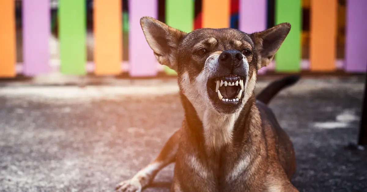 dog growling showing teeth