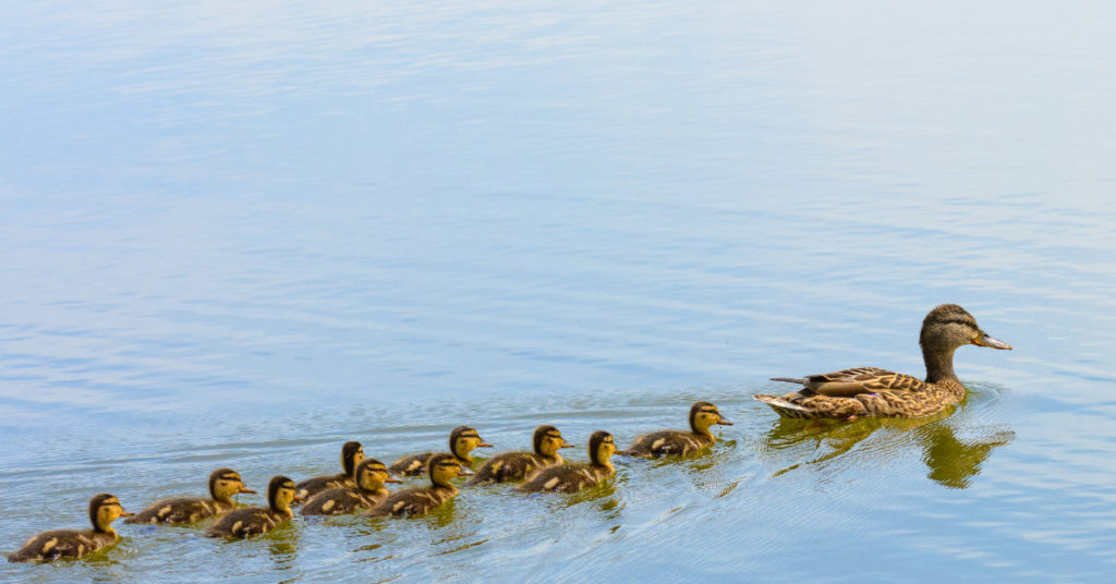 ‘Super Mom’ Spotted on a Minnesota Lake — With 56 Ducklings in Tow - Featured image