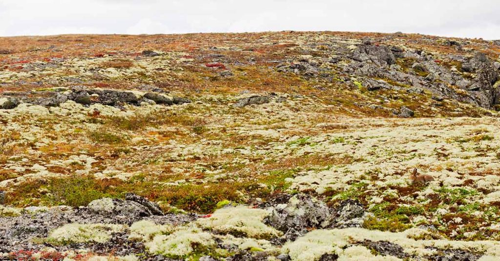 People Are Having A Very Hard Time Finding The Animals Hidden In These Photos - Featured image