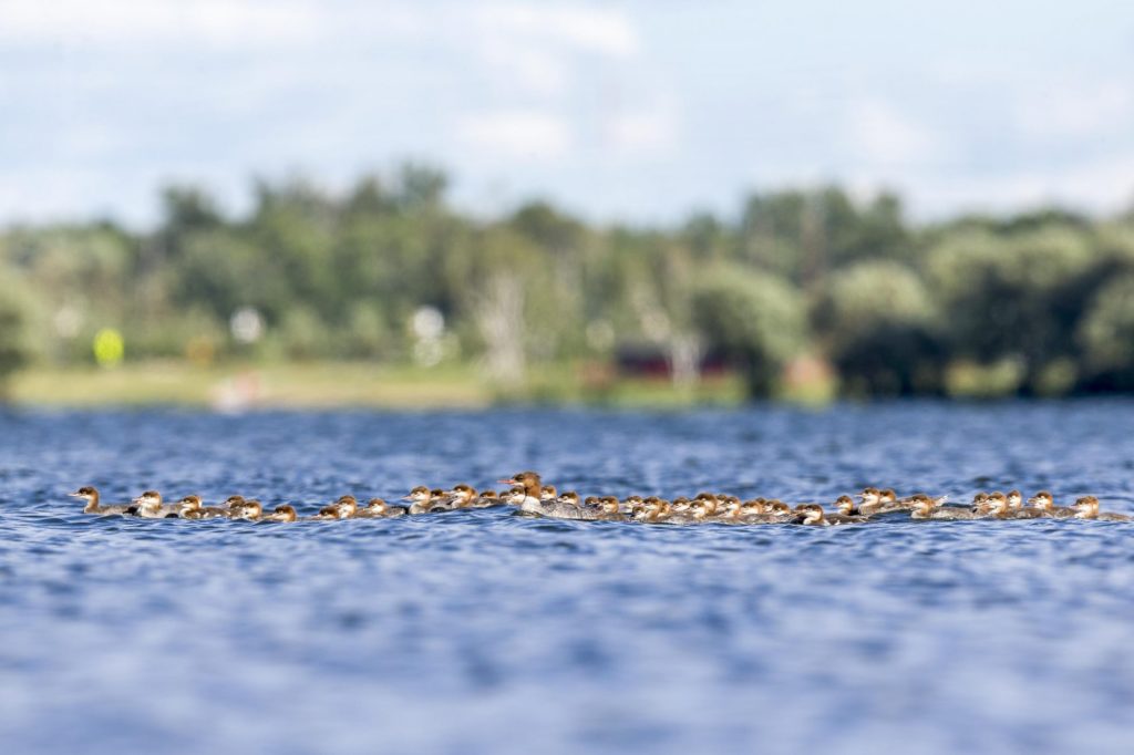 mother duck with 56 ducklings on a lake