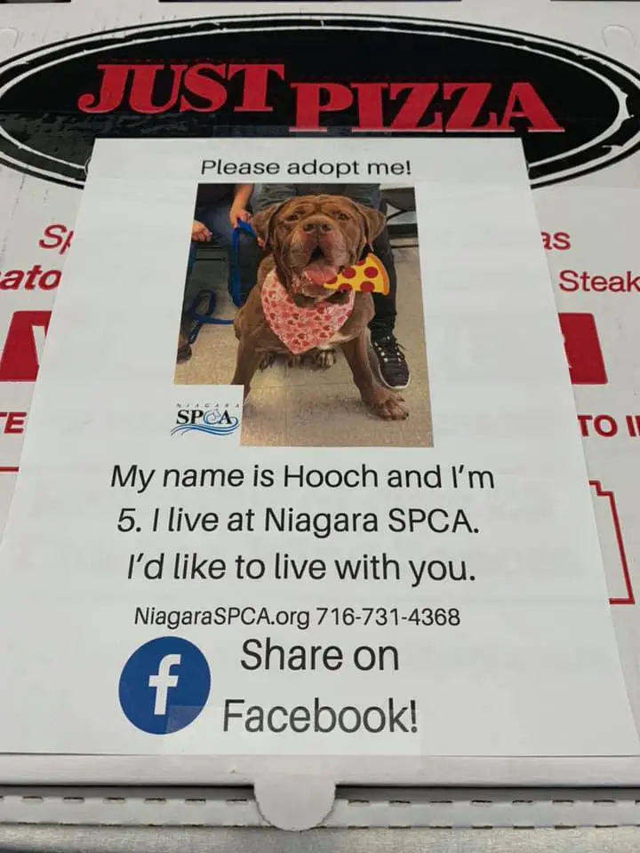 flyer for a homeless dog at Niagara SPCA