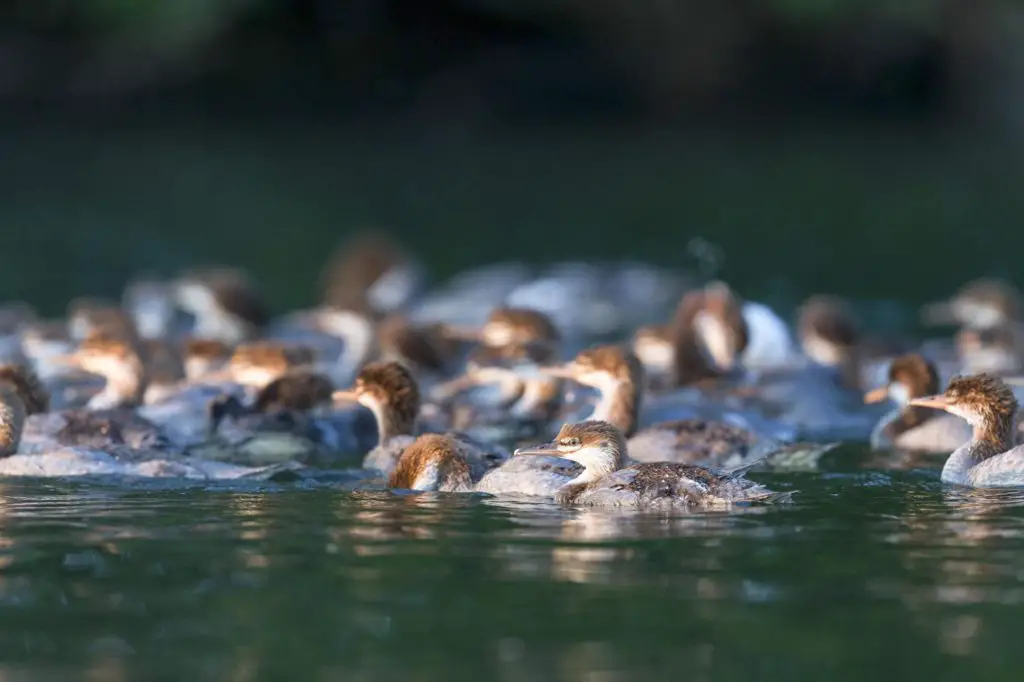 mother duck with 56 ducklings on a lake