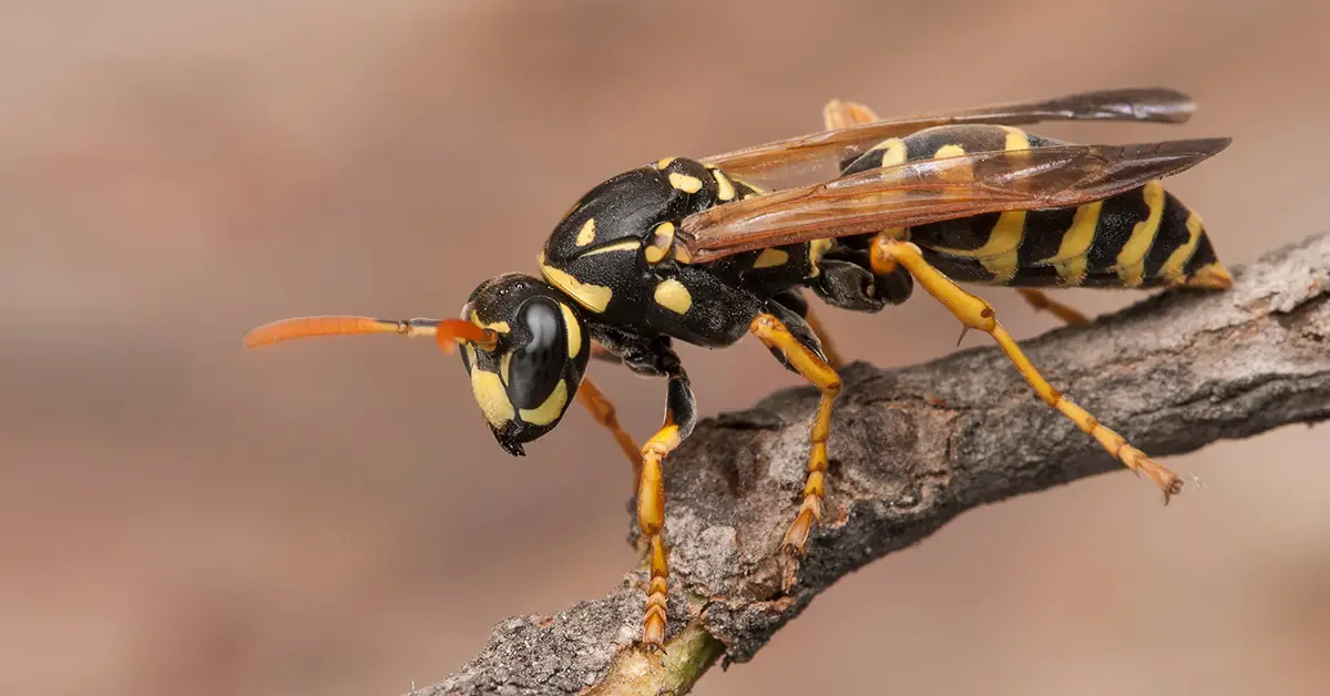 close up of wasp on small branch