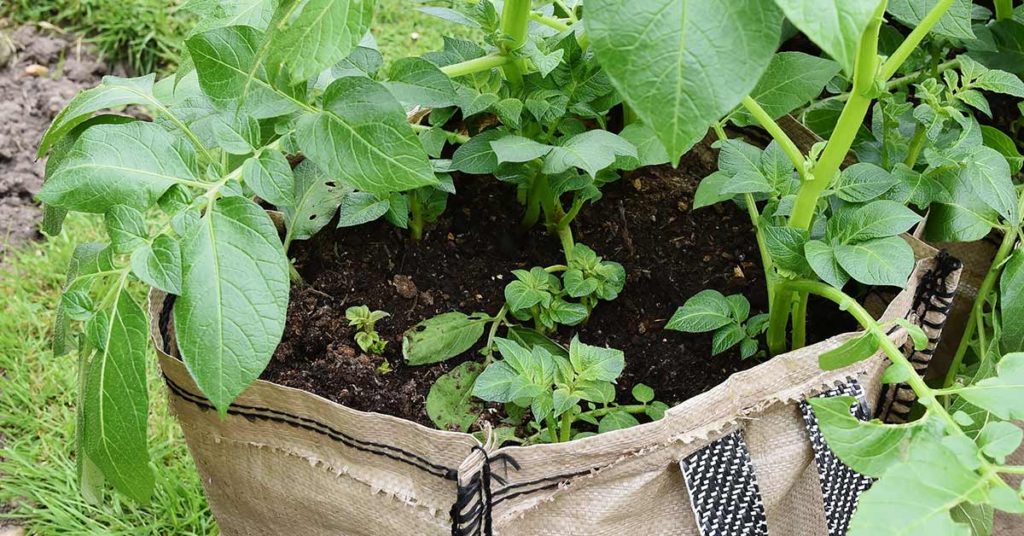 People Are Growing Gardens Right Out of Bags of Soil and It Is Pure Genius - Featured image