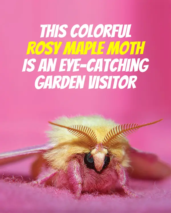 colourful moth
