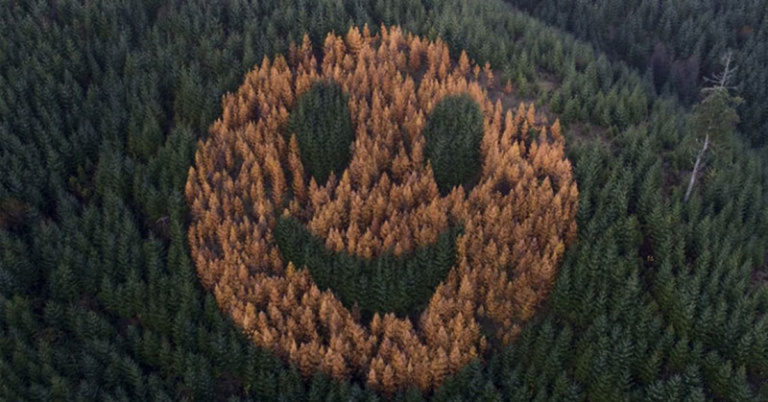 Who planted a giant smiley face of trees? - Featured image