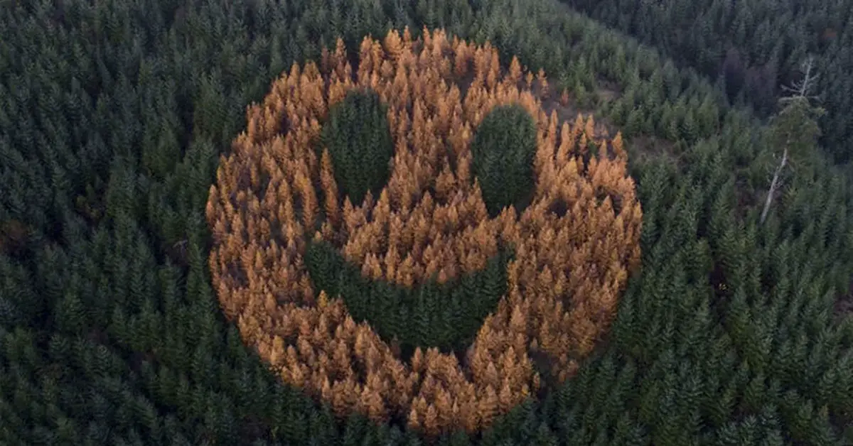 smiley face of trees