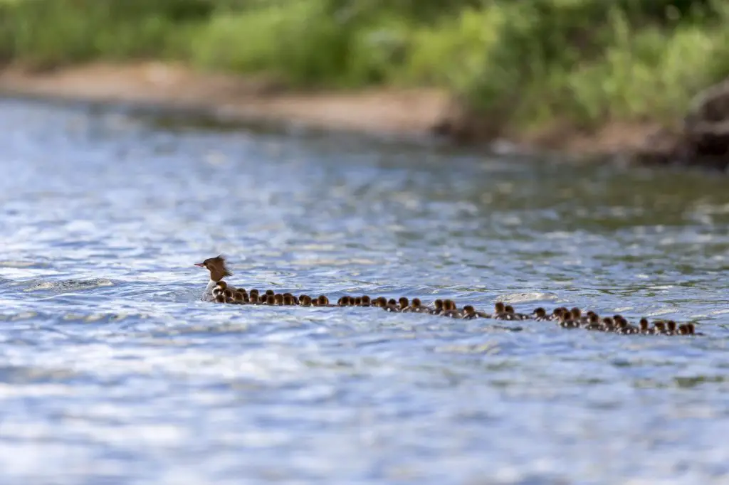 mother duck with 56 ducklings on a lake