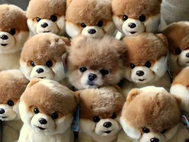 a real dog hidden within several visually similar stuffed toy dogs