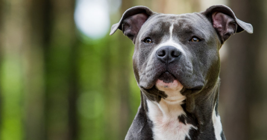 Pit Bull Dragged His 7-Month-Old Sister By Her Diaper Out Of The Family’s Burning Home - Featured image