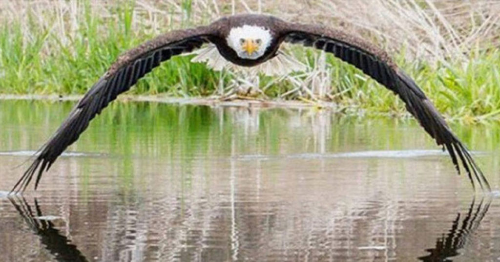 Photographer Captures the Perfect Shot of a Stunning Bald Eagle - Featured image