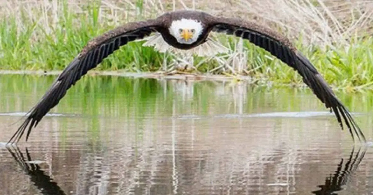 bald eagle photo