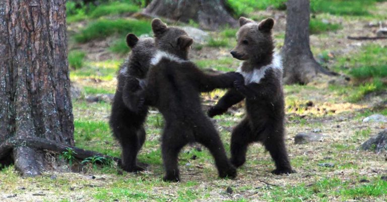 Teacher Stumbles Upon Baby Bears ‘Dancing’ In Finland Forest, Thinks He’s Imagining It - Featured image