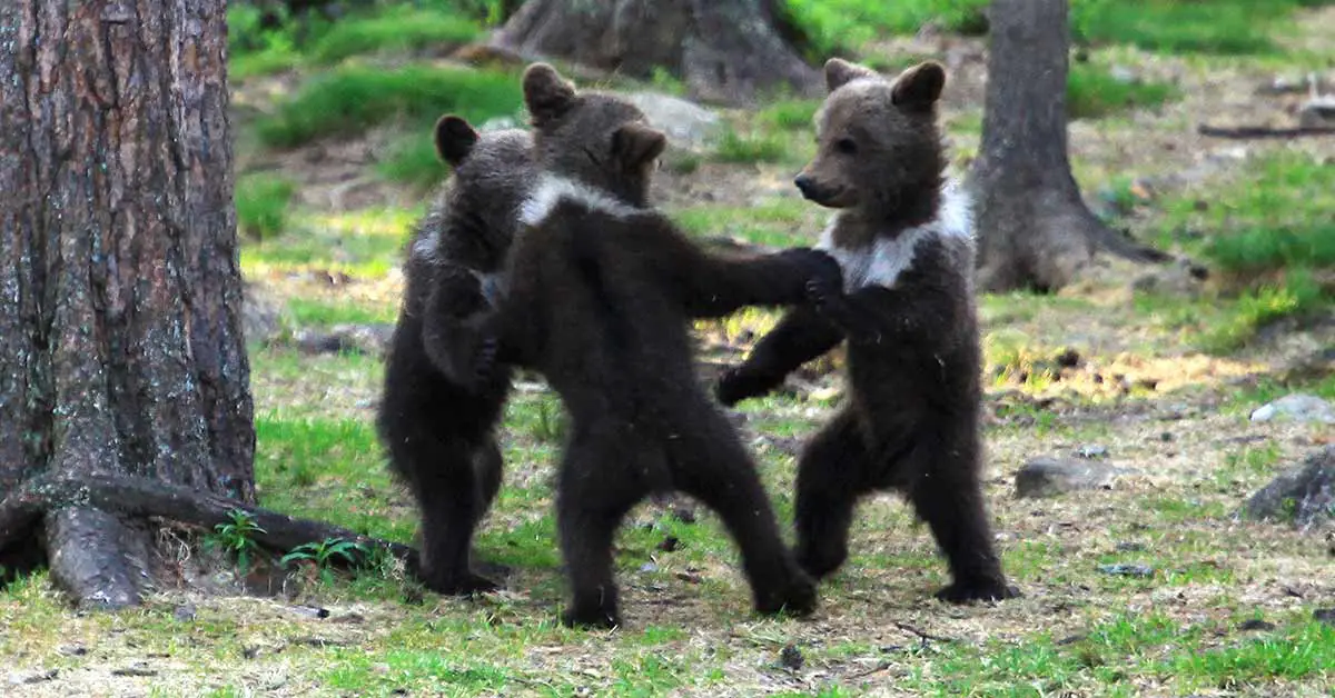 bears dancing