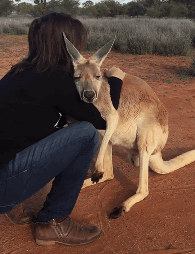 kangaroo hugging a person