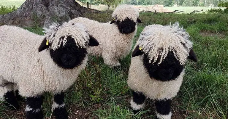 blacknose sheep