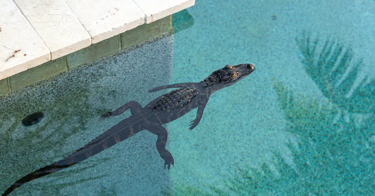 alligator in a swimming pool