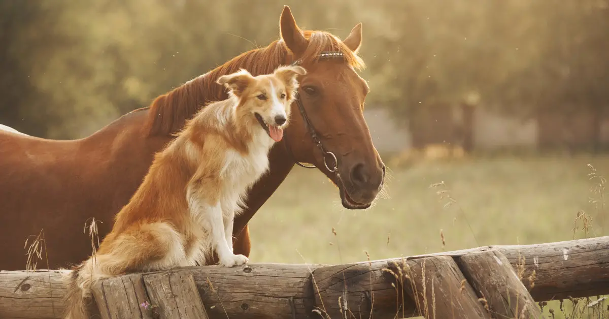 Dog sitting on a fence while and eye level with a horse