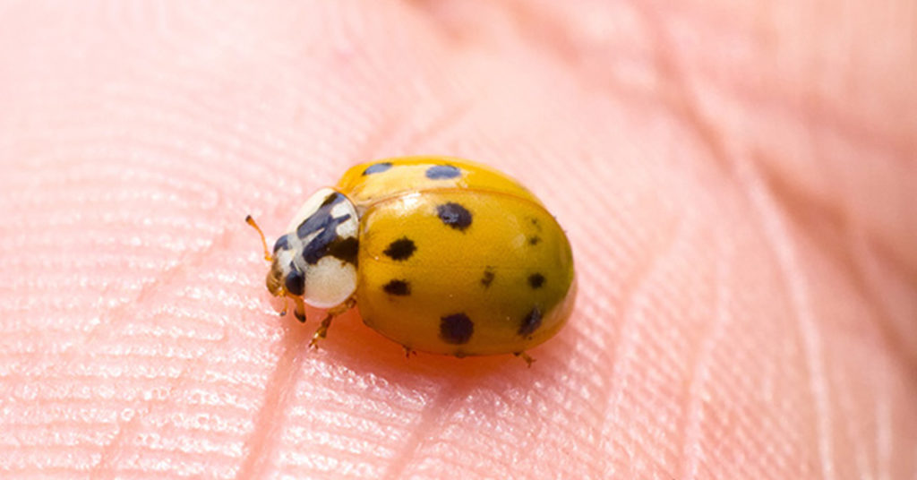 Asian Lady Beetles Aren't Here To Bring You Luck Tiffy Taffy Tiffy Taffy