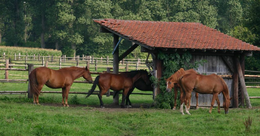 70 Horses Rescued From Slaughterhouses By Willie Nelson, And They Are All Allowed To Roam Freely On His Ranch - Featured image