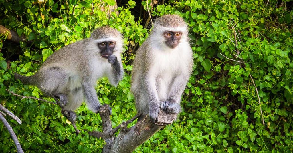 Monkey ‘gives pal mouth-to-mouth’ like human after she ‘collapses to ground’ - Featured image