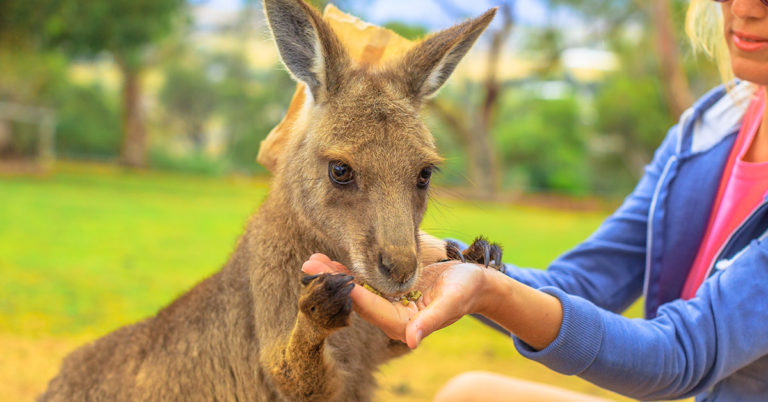 Rescued Kangaroo Gave Her Rescuers the Cutest Cuddles Every Morning - Featured image