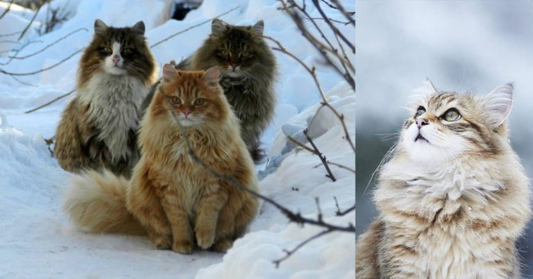 The National Cat of Norway: Norwegian Forest Cats Are Said To Have Been “Pets of the Vikings” - Featured image