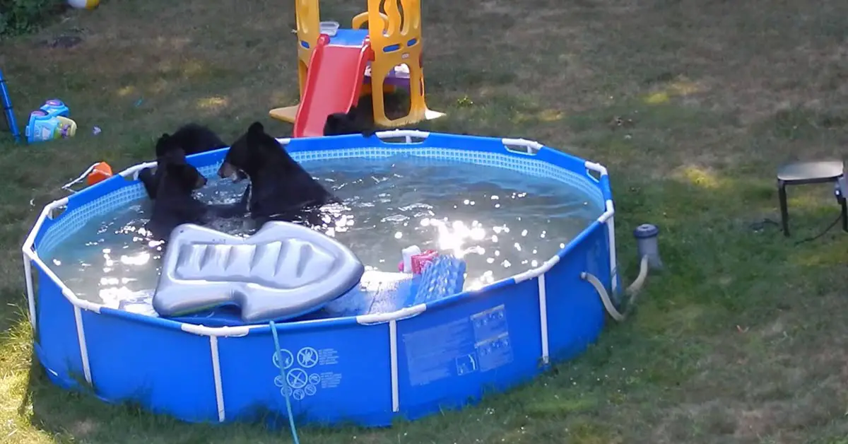 black bears in a pool