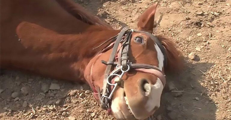 Meet The World’s Laziest Horse That Plays Dead Whenever It’s Time to Give a Ride - Featured image