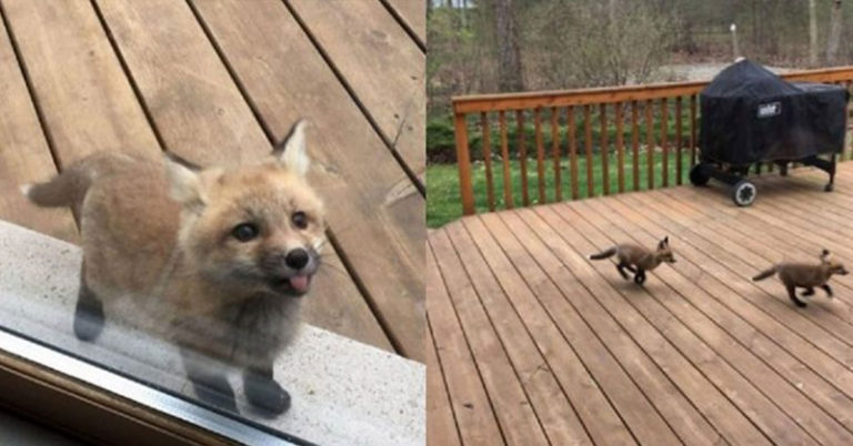 These Adorable Baby Foxes Showed Up at a Grandma’s House and the Pictures are Everything - Featured image