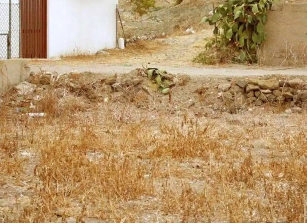 find the hidden cat optical illusion answer