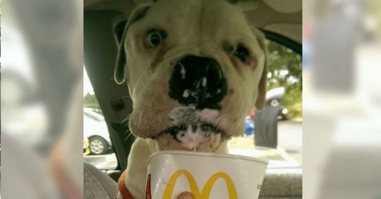 Retired Nurse Creates a Hospice for Dying Dogs - Featured image