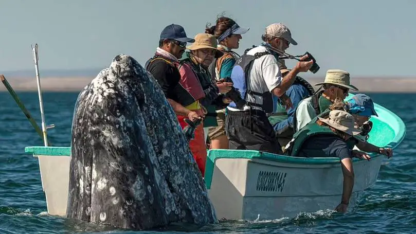 whale, camera, hat, people, ocean