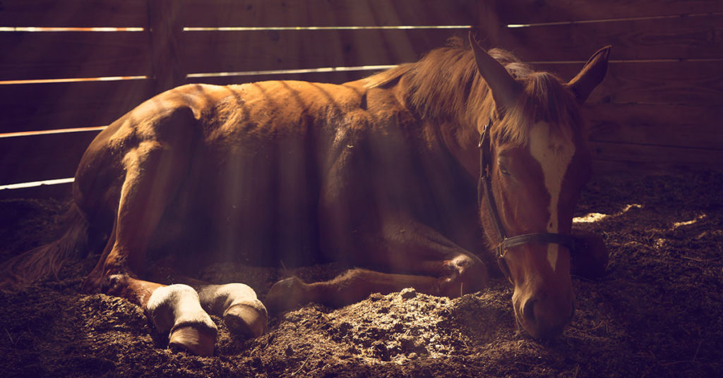 Dying Horse Collapsed And Was Moments From Being Put Down Until Mate Miraculously Revived Her - Featured image