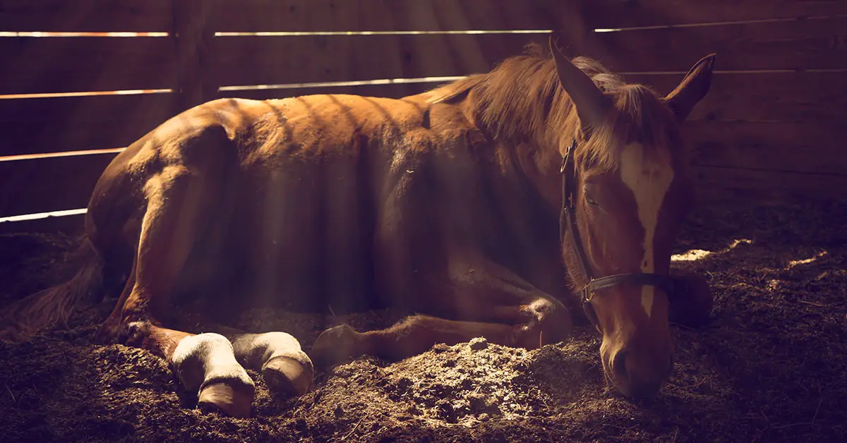 horse laying down in stable