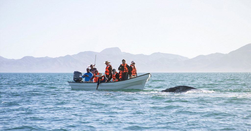 Hilarious moment sneaky whale pops up behind sightseers as they look the wrong way - Featured image