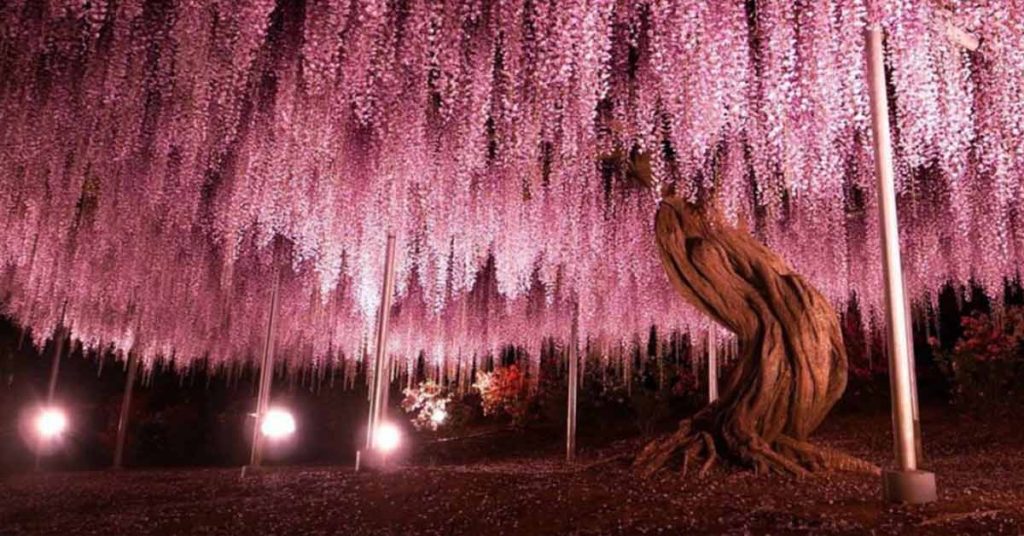 This 149-Year-Old Wisteria in Japan Looks like An Enchanted Waterfall That Never Hits the Ground - Featured image