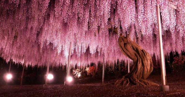 This 149-Year-Old Wisteria in Japan Looks like An Enchanted Waterfall That Never Hits the Ground - Featured image